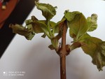 hortensia2.jpg