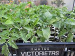 tomates 11 04.jpg