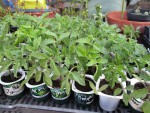 tomates 11 04 20.jpg