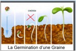 CROSSE GRAINE GERMEE 2.jpg