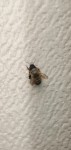 Abeille
