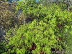 viridis