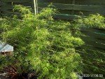 scholopendrifolium