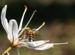 Abeille sur Asphodèle 2.JPG