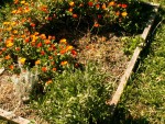 Aromatiques 2020-04-09.jpg