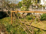 Vigne 2020-04-09.JPG