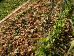 Pommes de terre et radis 202-04-09.JPG