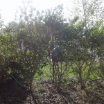 mes troènes vus de l'intérieur du jardin