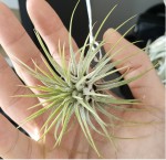 Ionantha 1.jpg