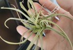 Tillandsia 1_2.jpg