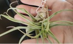 Tillandsia 2_2.jpg