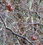 P1000826-1.JPG