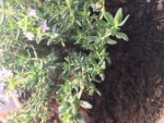 image0.jpeg