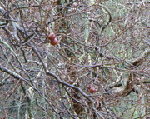 Copie de P1000826-1.JPG