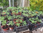 TOMATES REMPOTEES 13 04.jpg