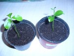 Et voilà ceux que je n'ai pas pincé à votre avis dois je le faire?