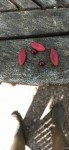 prunes.jpg