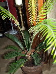 cycas1.jpg