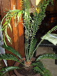 cycas2.jpg