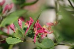 DSC02675.jpg