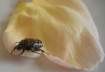 Oxythyrea funesta 4.JPG