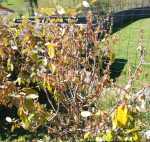 eleagnus_3.png