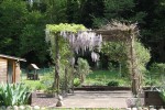 glycine.jpg