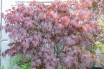 'atropurpureum'