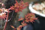 'akebono'