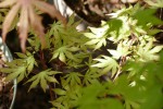 'sawa chidori'