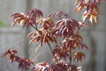 'peve starfish'