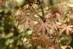 'amber ghost'