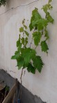 Vigne 3.jpg