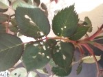 IMG_20200415_162327_1.jpg