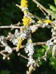 Forsythia1 - sans doute mort.jpg