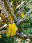 Forsythia2 - début de maladie.jpg