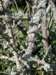 Cotoneaster - mort.jpg