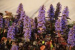 DSC02690.jpg