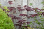 'trompenburg pourpre'