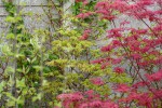 shirasawanum 'autumn moon'
