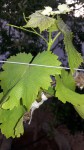 vigne greffée1.jpg