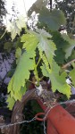 Vigne greffée2.jpg
