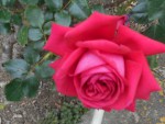 DSCN0682.JPG