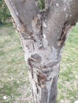 IMG-20200417-WA0015.jpg