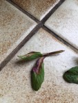 menthe malade feuille atteinte poudre jaune