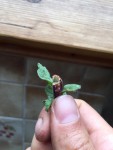menthe malade coupe de la boursouflure