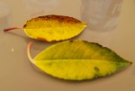 2020-04-16_14-44-44_559 (2).jpg