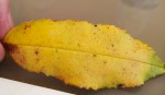 2020-04-16_14-44-42_947 (2).jpg
