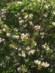 IMG_7026.JPG
