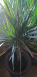Plante de base